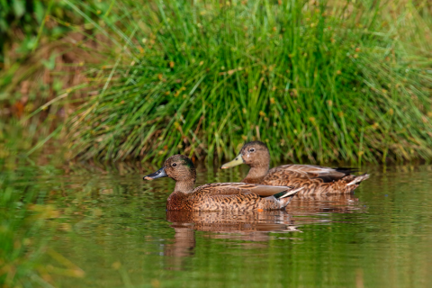 Two ducks swimming in a pond