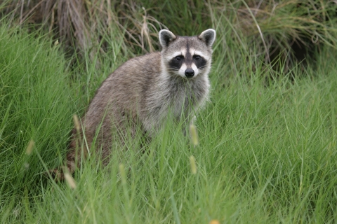 A raccoon enjoying the day. 