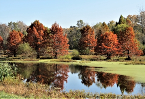 Fall cypress trees in Otter Marsh at Muscatatuck NWR 