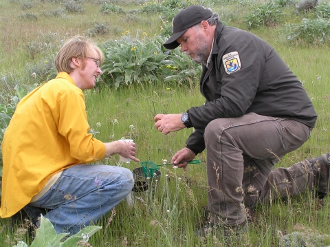 USFWS Refuge biologist demonstrating bee monitoring in steppe habitat at Turnbull NWR.