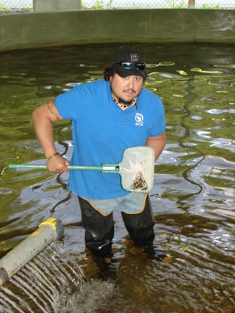 SCA intern netting Atlantic salmon fry