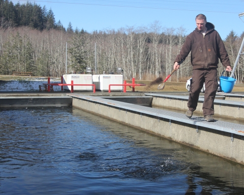 Staff member feeding winter steelhead fry at Makah National Fish Hatchery