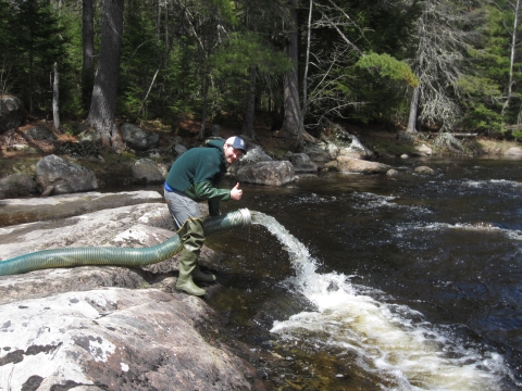 Stocking Atlantic salmon smolts in the Narraguagus river