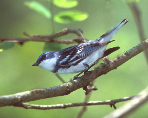 Cerulean warbler in tree at Big Oaks NWR