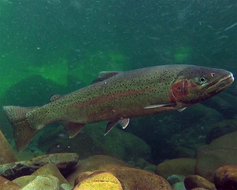 Adult Steelhead