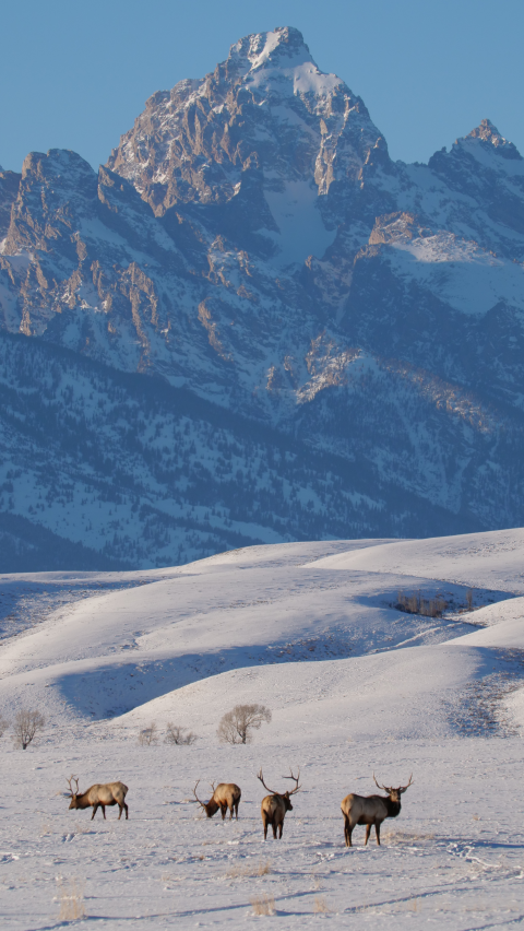 A herd of elk in a snowy field and craggy mountains in the backdrop.