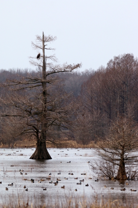 A Bald Eagle perches in a Baldcypress tree while ducks swim in the wetland below.