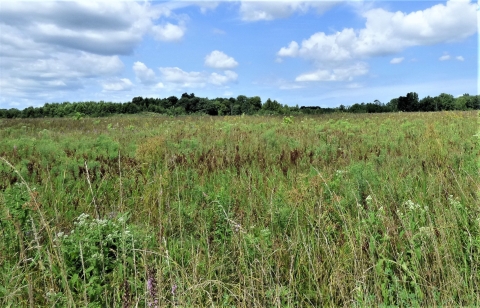 Grassland in summer at Big Oaks NWR