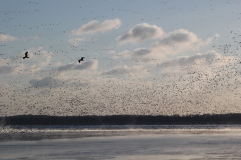 silhouettes of two eagles soar through large flock of ducks and geese