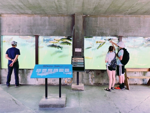 Three people wearing masks during a pandemic look at fish in five foot tall aquariums the width of a room