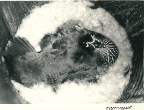 Black and white historical photo of a wood duck on nesting material in cylindrical, galvanized metal house 