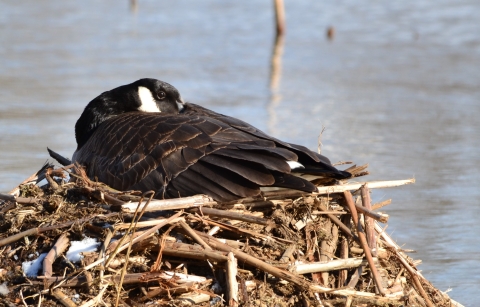 A Canada goose incubates eggs in her nest on a muskrat hut in a light snowfall