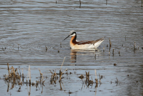 A wilson's phalarope swimming in water. 