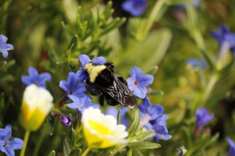 Bumblebee on flower