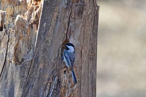 Black-capped chickadee perched at the entrance to its nest cavity in a dead tree