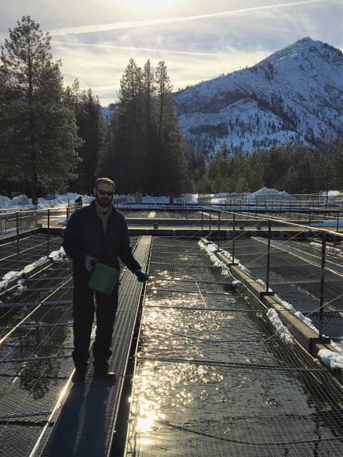 Hatchery staff feed fry in outdoor raceways at Leavenworth NFH