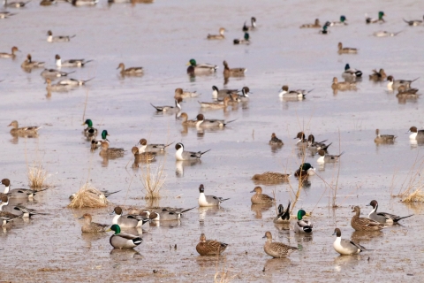 mixed flock of mallard and pintail ducks resting in wetlands