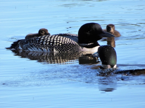 Common loon family.