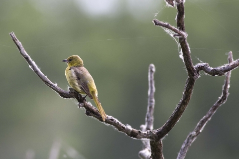 A flycatcher perched on a leafless shrub. 