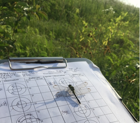 a dragonfly on a sheet of paper in the field