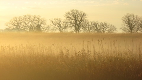 Prairie with oak trees