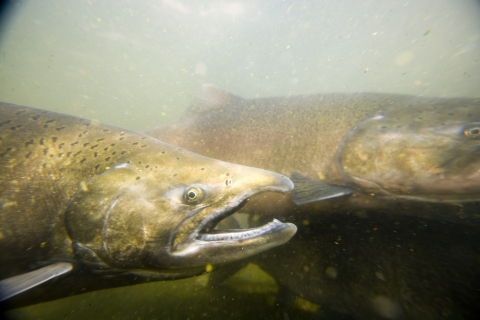 Tule Fall Chinook salmon