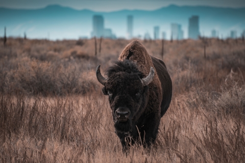 A large bison standing in a dry prairie with the city of Denver in the background