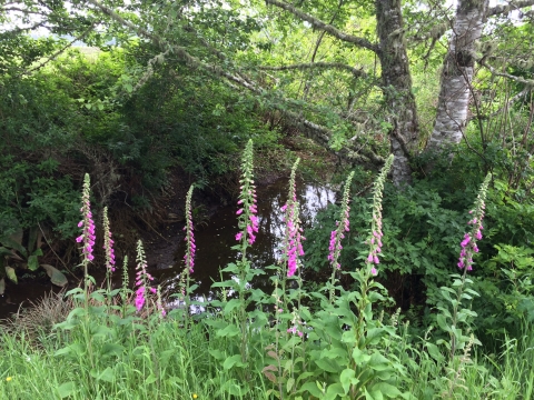 Pink flowers on tall stalks surrounded by green grasses.