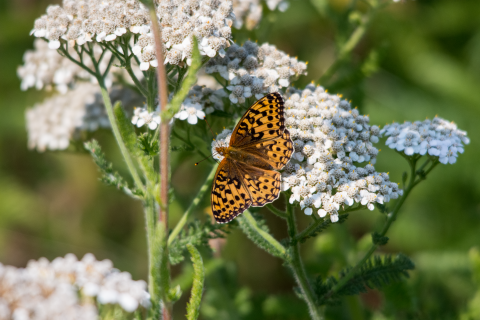 An orange and white butterfly sits on a white flower