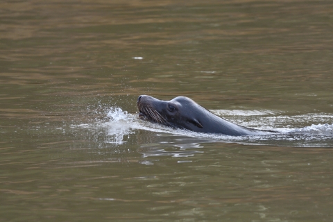 A brown sea lion swims in dark green water with just it's nose, ears and eyes visible above the surface.