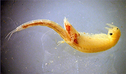 Underwater photo of a yellow shrimp swimming