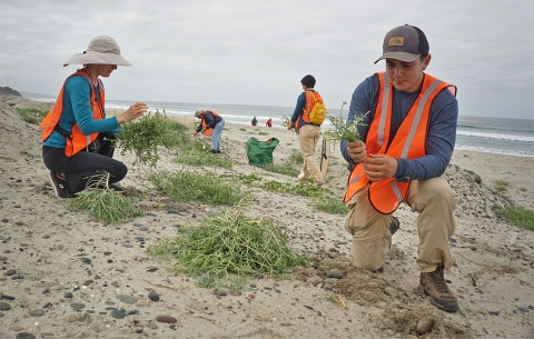 Multiple people kneeling on beach removing green plants.