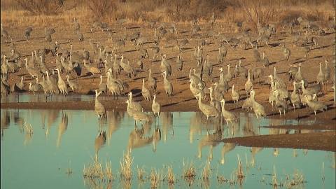 Tall birds with long legs wade along a wetland shoreline.