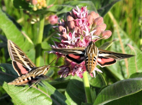 White lined sphinx moths on showy milkweed