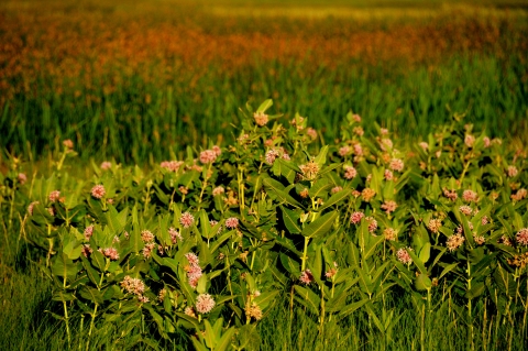 Showy milkweed in bloom