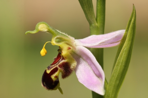 Bee orchid