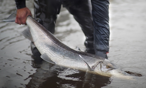 man holding a sheefish