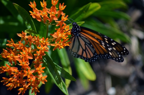 an orange and black butterfly on an orange flower