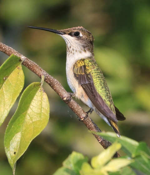 a small with with green, white, and black feathers on a branch