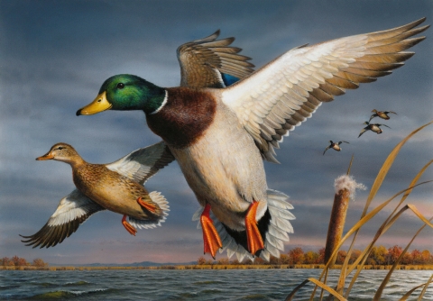 2017 Federal Duck Stamp Contest winning artwork featuring a mallard pair in flight over a wetland