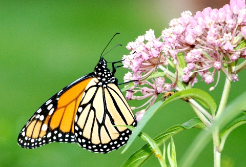 Monarch butterfly on swamp milkweed