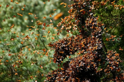 Hundreds of monarch butterflies cover trees at overwintering grounds in Mexico