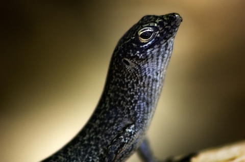 Close-up of a Noronha skink