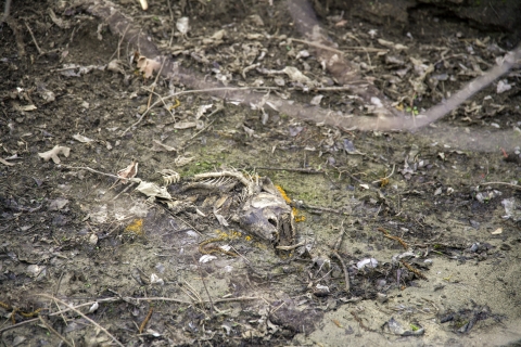 a salmon carcass on the bank