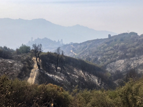 A charred landscape after a wildfire