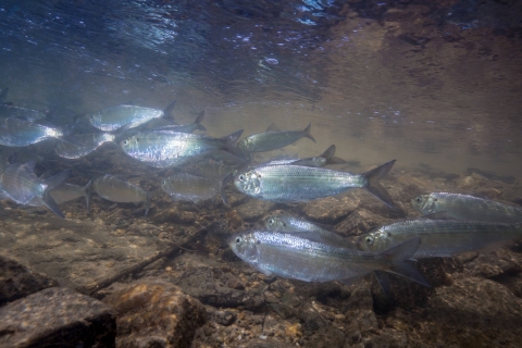 Dozens of silver fish swim over a rocky stream bed. 