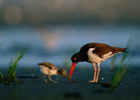 a black and white bird with a long orange bill feeds with its chick