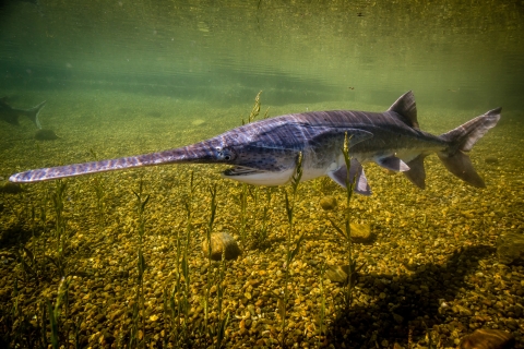 A swimming fish with a long paddle-shaped snout and a shark like body.