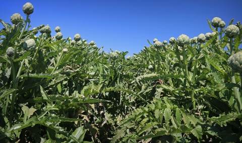 A field of artichokes