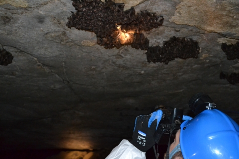 A biologist takes a photo of a bat cluster